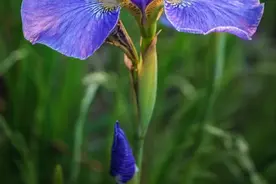鸢尾花，浪漫气质如彩蝶纷飞，养护只需四部曲，花多色艳不负春光图片