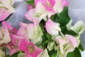 夏天养好三角梅，多施肥多修剪，多晒太阳，开花自然不会少图片