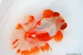 六大常见观赏鱼品种的最佳食物选择和喂养原则图片