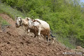 75岁大叔养牛半辈子，足迹遍布5乡2县，如今儿子也发了牛财图片