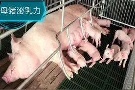 提高母猪泌乳力：围产期保健是基础，产后饲喂营养是关键图片
