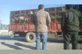 那些年我们养的藏獒去哪里了？来自一位资深记者的深度揭秘图片