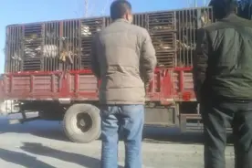 那些年我们养的藏獒去哪里了？来自一位资深记者的深度揭秘图片