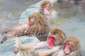 在日本，你真的可以站在泥里入浴图片