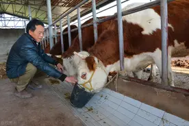 养牛太难了！养牛人这么辛苦，却还是困难重重，里面有你吗？图片