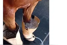 冷知识：赛马的腿要用冰水来保养图片