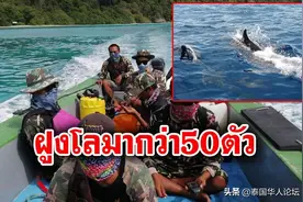 泰国斯米兰岛海域现50头海豚图片