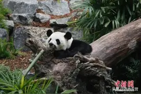疫情影响，旅加大熊猫提前归国，网友：为啥我有一种“老母亲”的愉悦图片