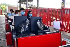 武汉两只小企鹅玩游乐场！饲养员：憋太久了，带它们出来玩玩图片