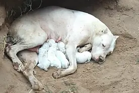 主人要卖小狗，狗妈妈带孩子连夜逃走，找到时，连窝都弄好了图片