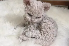 一种长相使人疑惑的小猫咪：这是一只什么小东西？图片