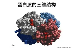 奶粉中的营养成分-蛋白质有什么作用？图片