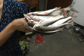 千岛湖野钓红珠，翘嘴，青尾，大眼睛图片