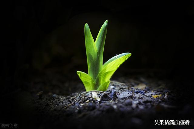常见的氨基酸有十几种，在植物中的用法你知道吗？