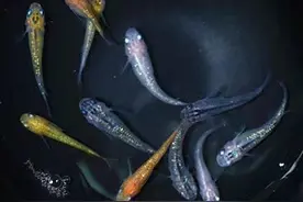 挑战卵生鱼类繁殖，可以从青鳉鱼开始图片