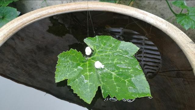 这才是调漂的正确方法和应对办法，学会再也不怕错过任何一个鱼口