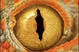 「诡异之瞳」一组动物的眼睛，可做头像用，值得收藏图片