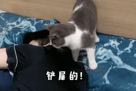 让你的猫开口说话！手机制作短视频，用剪片神器《快影》就够了图片