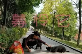 紧急 | 600多只被抛弃的流浪猫狗正在荒山深处求助图片