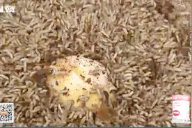喜欢吃便便的黑水虻幼虫食量惊人，一条鱼吃得只剩骨架怎么做到的视频封面