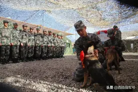 首批军犬，编入陆航旅图片