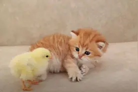 喵星人：萌小猫和萌小鸡的战斗日常图片