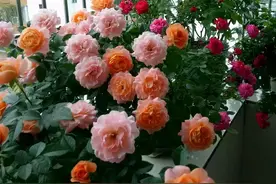 6种漂亮花，二月“大剪枝”，春天准爆盆图片
