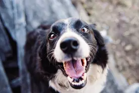 犬细小病毒的症状与防治图片