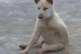 狗：我不是人，我是真的狗图片