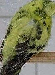 黄绿鱼鳞鹦鹉