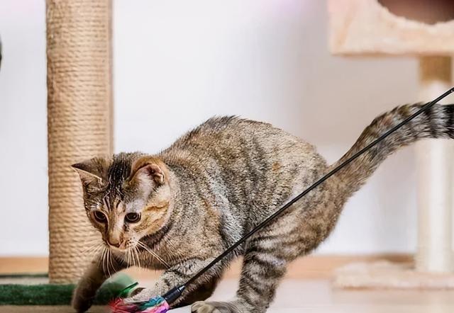 猫吃了豆腐猫砂怎么办