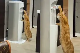 橘猫“人形站立”在饮水机前，爪按开关喝水，这智商得有多高图片