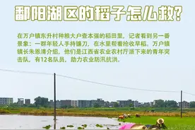 鄱阳湖区的水稻：怎么救？怎么卖？怎么储？图片