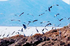 奇葩岛国瑙鲁：靠“鸟粪”暴富的国家，里面有什么？为何这么值钱图片