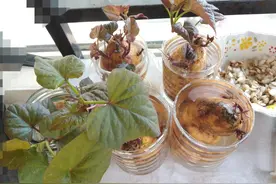 关门弟子小华佗～反中医联盟图片