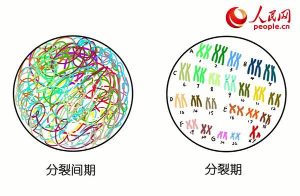 慢性粒细胞白血病致病原因（从染色体基因说起 带你了解慢性粒细胞白血病）