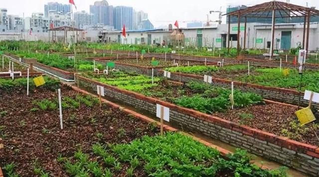 日本中央政府表彰过的开心农场:Myfarm的共享模式,是怎么运营的