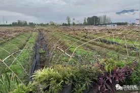 秋日里的喜悦：一场乡村婚礼图片