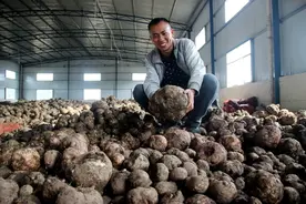 “魔芋”是用什么做的，为啥要叫魔芋？吃了这么多年，总算明白了图片