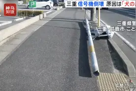 视频 | 哭笑不得！狗狗“尿倒”日本交通灯柱图片