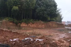 捅了“蛇窝”！挖宅基出现近100条响尾蛇，它有多毒，能不能打？图片