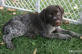 德国刚毛指示犬，像“钢丝”一般的毛发，却有着多样功能图片