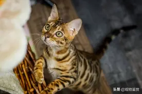 狸花猫和虎斑猫有很多相似之处，容易搞混，狸花猫和虎斑猫的区别图片