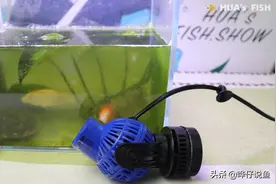 鱼缸里看起来最没用的工具，却在关键时刻救了我的观赏鱼的命图片