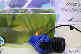 巧妙将鱼缸造浪泵和增氧泵混搭，在关键时刻，可以救你观赏鱼的命图片