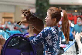沈阳：商场上演捉猫记，猫咪选美会上炸毛，咬伤主人疯狂出逃图片