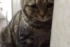 为什么说养猫就跟养小孩一样？猫咪的这几个行为和小孩最像图片