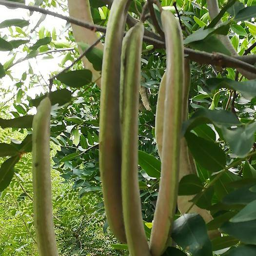 皂角米哪些人不宜吃,吃多副作用,过去当肥皂用的皂角,殊不知吃起来香