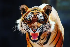 四大虎王之一：乌斯塔德在麻醉时突然惊醒，把专家们吓得魂飞魄散图片