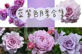 月季届大热的蓝紫色月季，我喜欢蜻蜓，你喜欢哪一款呢？图片